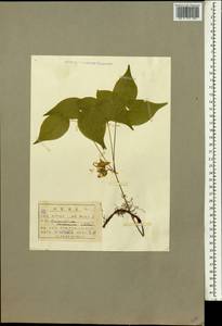 Epimedium koreanum Nakai, South Asia, South Asia (Asia outside ex-Soviet states and Mongolia) (ASIA) (North Korea)