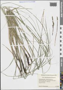 Carex appropinquata Schumach., Eastern Europe, Western region (E3) (Russia)