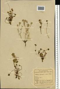 Cochlearia groenlandica L., Eastern Europe, Northern region (E1) (Russia)