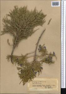 Juniperus semiglobosa Regel, Middle Asia, Pamir & Pamiro-Alai (M2) (Tajikistan)