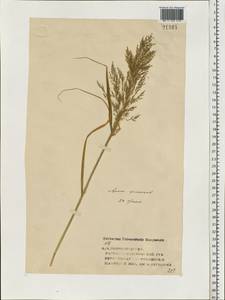 Apera spica-venti (L.) P.Beauv., Eastern Europe, Volga-Kama region (E7) (Russia)