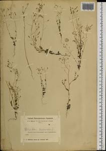 Draba nemorosa L., Siberia, Altai & Sayany Mountains (S2) (Russia)