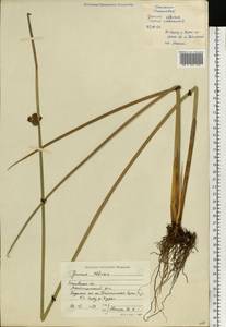Juncus effusus L., Eastern Europe, Moscow region (E4a) (Russia)