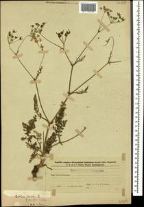 Carum carvi L., Caucasus, Azerbaijan (K6) (Azerbaijan)