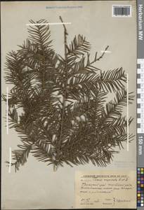 Taxus cuspidata Siebold & Zucc., Siberia, Russian Far East (S6) (Russia)