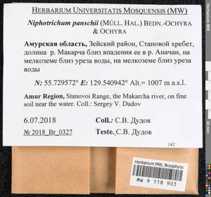 Niphotrichum panschii (Müll. Hal.) Bedn.-Ochyra & Ochyra, Bryophytes, Bryophytes - Russian Far East (excl. Chukotka & Kamchatka) (B20) (Russia)