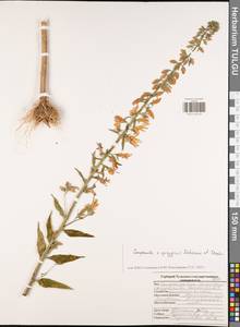 Campanula × spryginii Saksonov, Tzvelev & Bot.Zhurn., Eastern Europe, Central region (E4) (Russia)