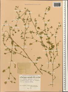 Medicago lessingii Fisch. & C.A.Mey. ex Kar., Caucasus, Dagestan (K2) (Russia)