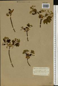 Acer platanoides L., Eastern Europe, Central region (E4) (Russia)