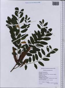 Robinia pseudoacacia L., Western Europe (EUR) (Germany)
