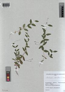 KUZ 004 187, Moehringia lateriflora (L.) Fenzl, Siberia, Altai & Sayany Mountains (S2) (Russia)