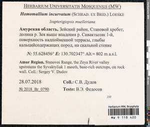 Homomallium incurvatum (Schrad. ex Brid.) Loeske, Bryophytes, Bryophytes - Russian Far East (excl. Chukotka & Kamchatka) (B20) (Russia)