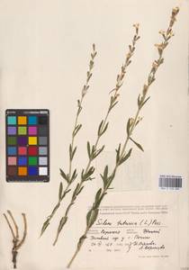 Silene tatarica (L.) Pers., Eastern Europe, Central region (E4) (Russia)