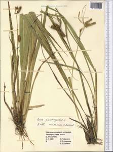 Carex pseudocyperus L., Middle Asia, Northern & Central Tian Shan (M4) (Kyrgyzstan)