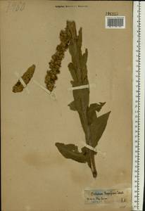 Verbascum densiflorum Bertol., Eastern Europe, Central region (E4) (Russia)