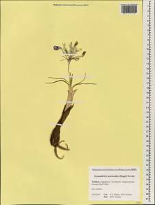 Moraea sisyrinchium (L.) Ker Gawl., South Asia, South Asia (Asia outside ex-Soviet states and Mongolia) (ASIA) (Turkey)