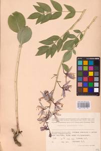 Dictamnus albus L., Eastern Europe, Lower Volga region (E9) (Russia)