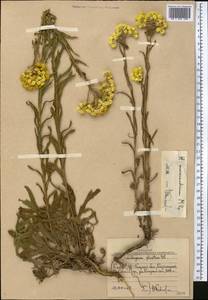 Helichrysum maracandicum Popov ex Kirp., Middle Asia, Western Tian Shan & Karatau (M3) (Uzbekistan)