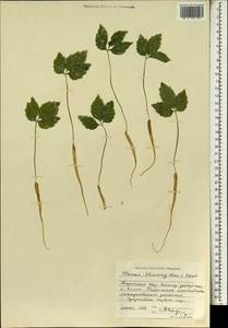 Panax ginseng C. A. Mey., South Asia, South Asia (Asia outside ex-Soviet states and Mongolia) (ASIA) (North Korea)