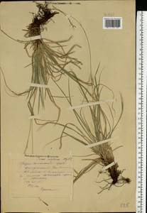 Carex rhizina Blytt ex Lindblom, Eastern Europe, Middle Volga region (E8) (Russia)
