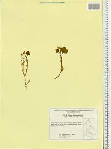 Rubus chamaemorus L., Siberia, Russian Far East (S6) (Russia)