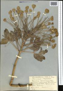 Leontice leontopetalum subsp. ewersmannii (Bunge) Coode, Middle Asia, Western Tian Shan & Karatau (M3) (Kyrgyzstan)