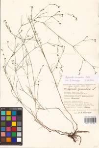 Cynanchica rumelica (Boiss.) P.Caputo & Del Guacchio, Eastern Europe, South Ukrainian region (E12) (Ukraine)