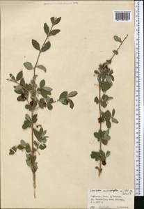 Lonicera microphylla Willd. ex Roem. & Schult., Middle Asia, Western Tian Shan & Karatau (M3) (Kyrgyzstan)