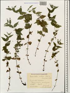 Veronica pontica subsp. pontica, Caucasus, Stavropol Krai, Karachay-Cherkessia & Kabardino-Balkaria (K1b) (Russia)