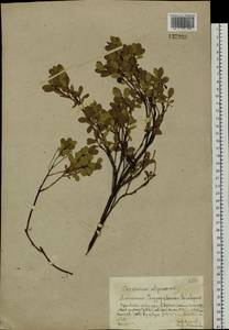 Vaccinium uliginosum L., Siberia, Altai & Sayany Mountains (S2) (Russia)