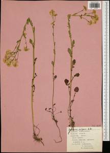 Barbarea vulgaris (L.) W.T. Aiton, Eastern Europe, Central region (E4) (Russia)