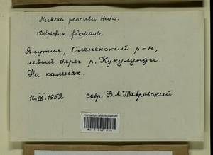 Neckera pennata Hedw., Bryophytes, Bryophytes - Yakutia (B19) (Russia)