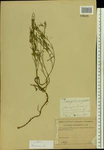 Astragalus arenarius L., Eastern Europe, Central region (E4) (Russia)