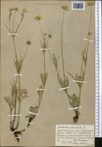 Scabiosa ochroleuca L., Middle Asia, Northern & Central Kazakhstan (M10) (Kazakhstan)