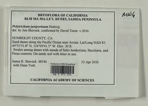 Polytrichum juniperinum Hedw., Bryophytes, Bryophytes - America (BAm) (United States)