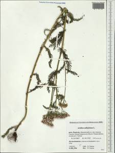 Achillea millefolium L., Siberia, Baikal & Transbaikal region (S4) (Russia)