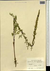 Artemisia tournefortiana Rchb., Mongolia (MONG) (Mongolia)