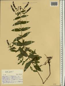Mentha × piperita L., Eastern Europe, Middle Volga region (E8) (Russia)
