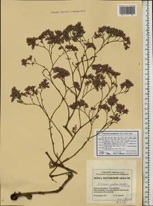 Limonium scoparium (Pall. ex Willd.) Stankov, Eastern Europe, Rostov Oblast (E12a) (Russia)