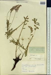 Onobrychis arenaria (Kit.) DC., Siberia, Altai & Sayany Mountains (S2) (Russia)
