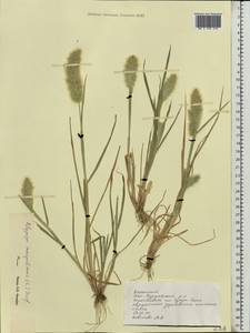 Polypogon monspeliensis (L.) Desf., Eastern Europe, Lower Volga region (E9) (Russia)