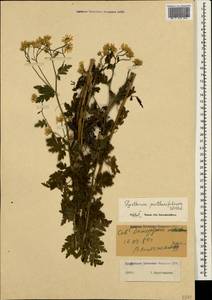 Tanacetum partheniifolium (Willd.) Sch. Bip., Crimea (KRYM) (Russia)