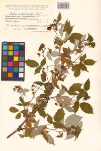 Rubus idaeus subsp. melanolasius Focke, Siberia, Russian Far East (S6) (Russia)