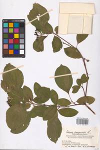 Cornus sanguinea L., Eastern Europe, Lower Volga region (E9) (Russia)