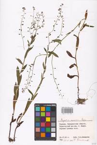 MHA 0 153 263, Myosotis nemorosa Besser, Eastern Europe, West Ukrainian region (E13) (Ukraine)