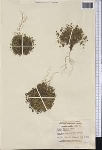 Sabulina rubella (Wahlenb.) Dillenb. & Kadereit, America (AMER) (Canada)