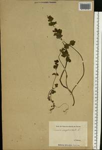 Lamium amplexicaule L., Eastern Europe, Estonia (E2c) (Estonia)