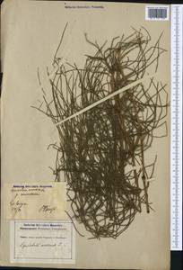 Equisetum arvense L., Western Europe (EUR) (Germany)