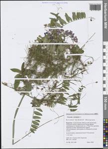 Cuscuta europaea L., Siberia, Baikal & Transbaikal region (S4) (Russia)