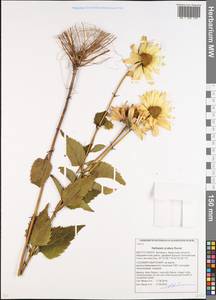 Heliopsis helianthoides var. scabra (Dunal) Fernald, Eastern Europe, Belarus (E3a) (Belarus)